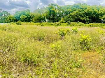 Agricultural Land