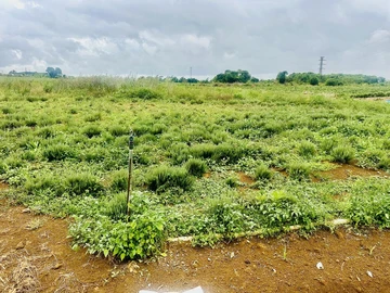 Agricultural Land