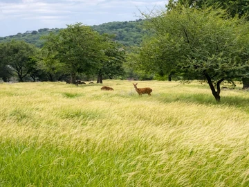 Residential Land